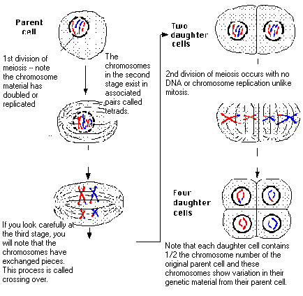 meiosis and mitosis. Process Of Mitosis And Meiosis
